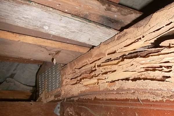 Termite Inspections